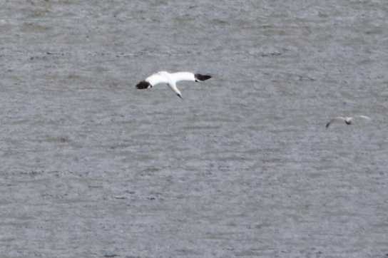 04 January 2022 - 11-37-58 - 1

---------------------
Gannets feeding in the river Dart